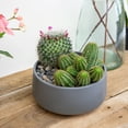 thumbnail image 6 of Altman Plants Live Cactus Plants 8-Pack - Succulent Plant - DIY Wedding - Full Sun - 2.5-Inch Pots, 6 of 8