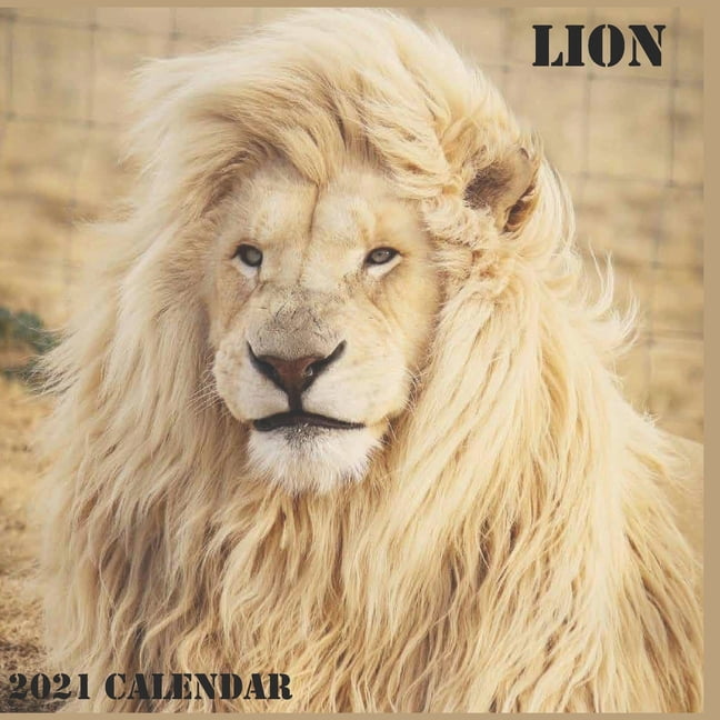 lion-calendar-2021-2021-lion-calendar-8-5-x-8-5-glossy-paper