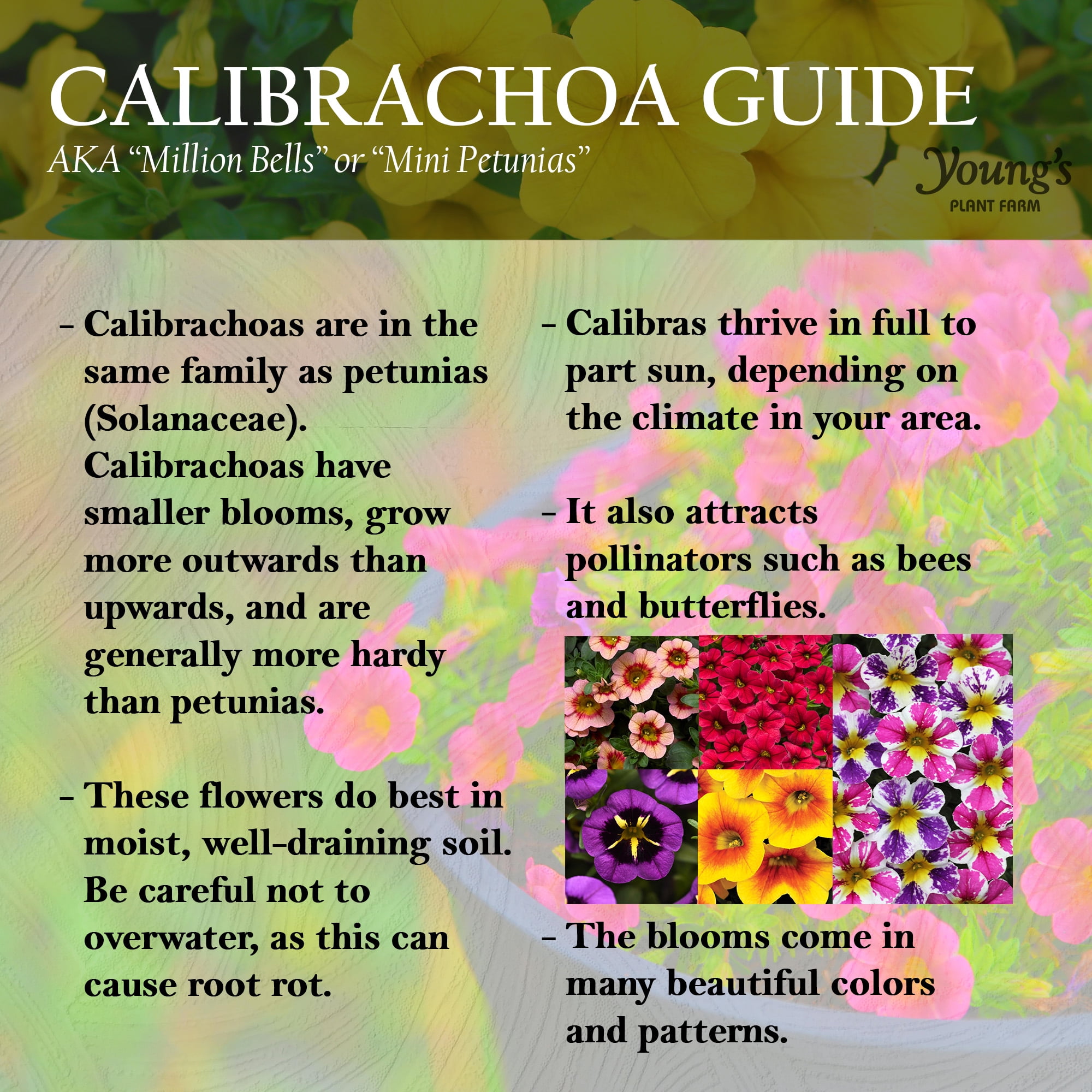 Better Homes & Gardens 3 Quart Calibrachoa Full Sun Annual Pet-Friendly Live Plants
