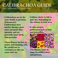 thumbnail image 5 of Better Homes & Gardens 3 Quart Calibrachoa Full Sun Annual Live Plants, Pet-Friendly, 5 of 6