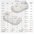 thumbnail image 3 of hengsof Baby Boy Girl Soft-Soled Sandals Lightweight Breathable Outdoor Shoes Infant Comfortable First Walking, 3 of 8