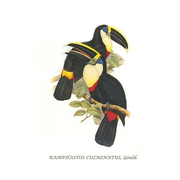 Yellow Ridged Toucan-Fine Art Canvas Print (20" x 30")