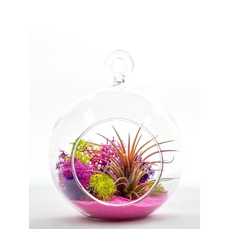 Dome Terrarium Kit - Air Plant Terrarium Kit | Pink Joy | Natural Accents Series | Complete Tillandsia Gift Set | 4