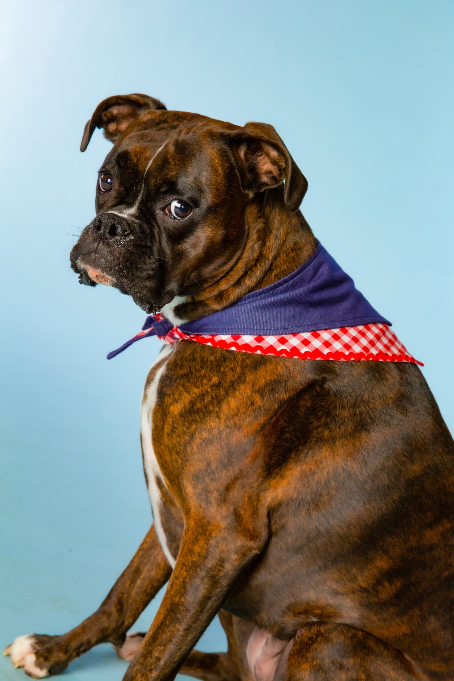 Doggy Parton, Dog Clothes, Denim & Gingham Dog Bandana, Blue, M/L