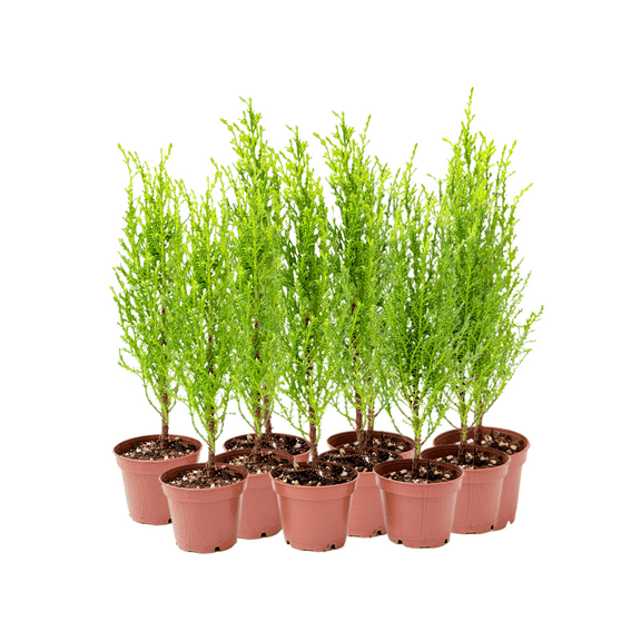 10-PK Live Dwarf Lemon Cypress, Cupressus macrocarpa ‘Goldcrest Wilma,’ Live Indoor Tree, Houseplant, Garden Plant, Fragrant Plant, 2.5-in Pot