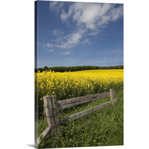 Great BIG Canvas | "A Wooden Fence Along A Field Of Canola; Northumberland, England" Canvas Wall Art - 16x24