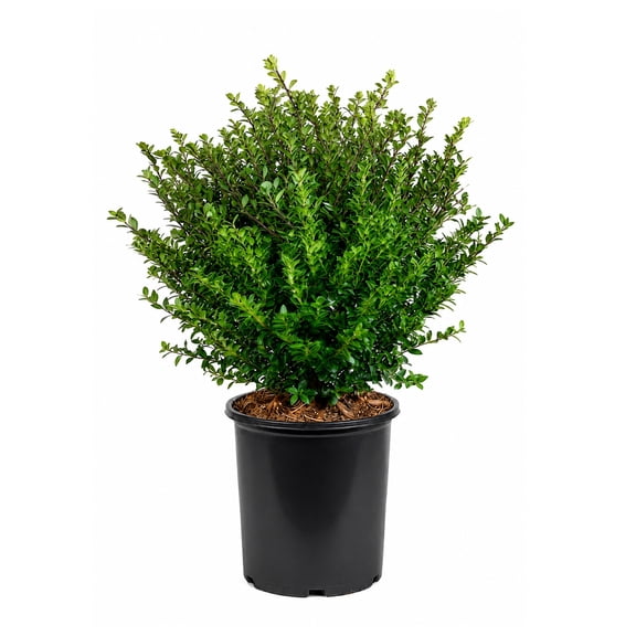 Expert Gardener Compacta Japanese Holly (2.5 Quart) Compact Evergreen Shrub - Full Sun Live Outdoor Plant