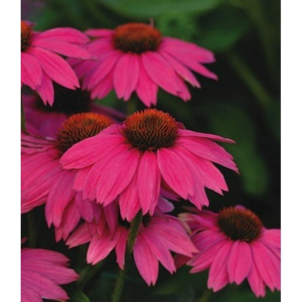 Pow Wow Wild Berry Coneflower Echinacea Quart Pot Walmart Com