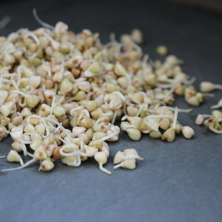 Buckwheat, Unhulled for Sprouting, Organic 1 lb