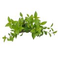 thumbnail image 6 of 3 Japanese Privet in 2.5" Nursery Cubes | Ligustrum japonicum | Evergreen Shrub for Hedges, Screens & Borders | Ready-to-Plant & Easy-to-Grow Outdoor Live Starter Plants, 6 of 6