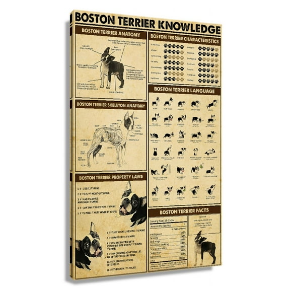 Boston Terrier Dog Knowledge Poster Educational Wall Art Infographic Poster Room Decor Painting Canvas Photo Prints Pictures for Bathrooms Vertical Artwork Unframed 12×18 in