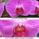 thumbnail image 2 of Lente gran angular Altura Photo 52 mm 0.43x con macro Nikon D7100, 2 of 3