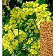 thumbnail image 3 of czcpp-Seeds White Mustard Vegetable Garden Heirloom for Planting Non GMO, 3 of 4
