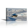 thumbnail image 1 of Emperor Penguin tobogganing on belly, Antarctica - Contemporary Fine Art Giclee on Canvas Gallery Wrap - wall décor - Art painting - 36 x 23 Inch - Ready to Hang, 1 of 2