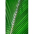thumbnail image 2 of Engelbrecht, Lisa S. 11x14 Gold Ornate Wood Framed with Double Matting Museum Art Print Titled - Palm frond, 2 of 4