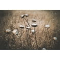 thumbnail image 2 of Mossholder, Tim 32x23 White Modern Wood Framed Museum Art Print Titled - Weedy, 2 of 4