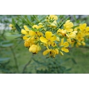 SEEDS ==Cassia siamea Kassod - 10 Tropical Tree Seeds- Sunny Yellow Blooms-Popcorn Scented Leaves-Serendipity Seeds