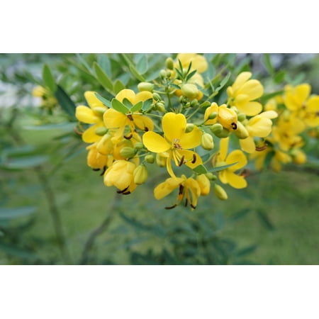 Cassia siamea Kassod - 10 Tropical Tree seeds- Sunny Yellow Blooms-Popcorn Scented Leaves-brighten your day summer-fall- Container