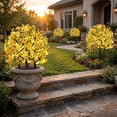 thumbnail image 4 of Dtchengua 2 Pack Artificial Topiary Ball Trees With Light for Outdoor, UV Resistant Fake Plants Shrubs Bushes,Realistic Faux Flowers Greenery Spring Deko for Front Porch,Garden,Yard,Patio (Yellow), 4 of 6