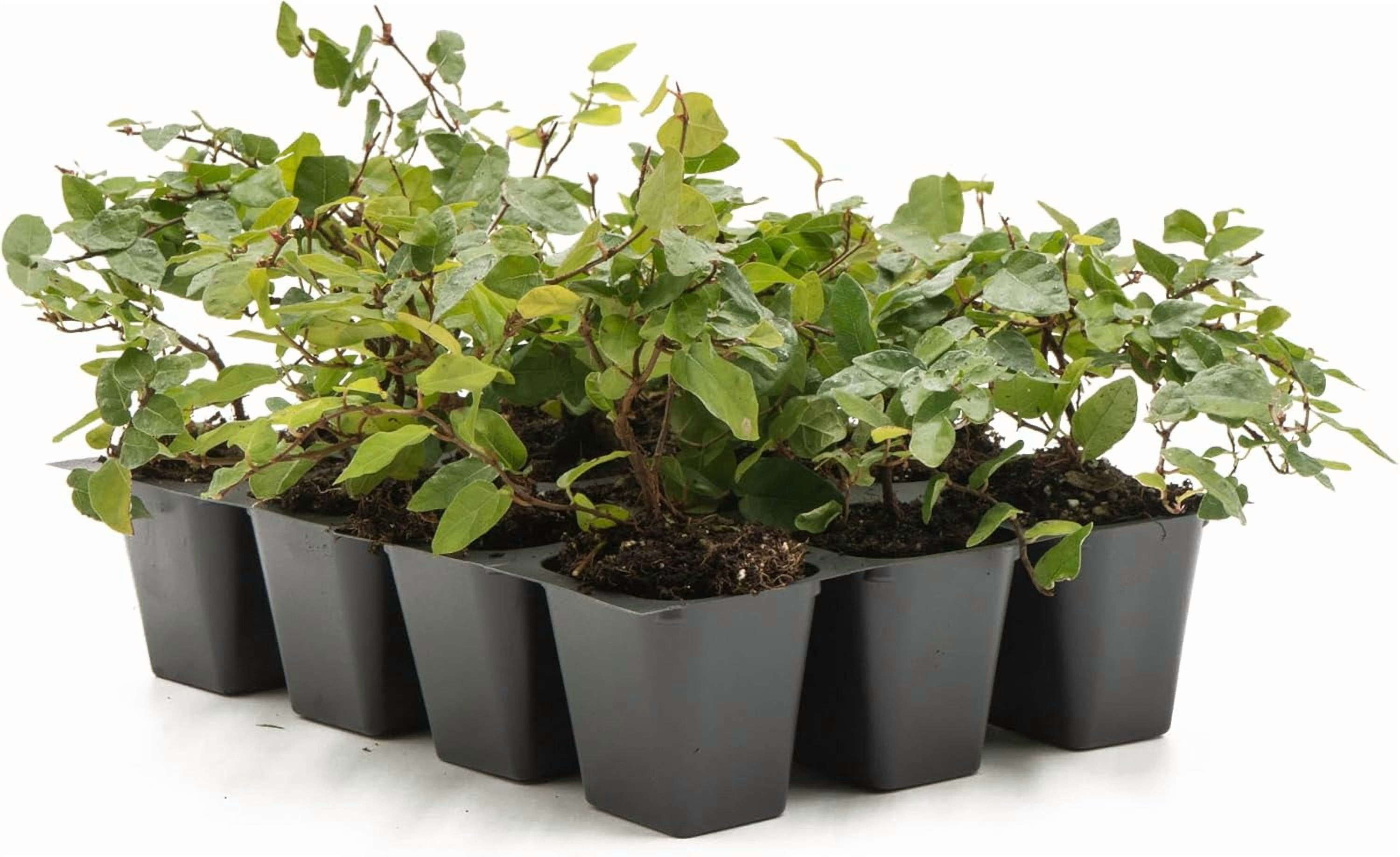 12 Ficus Repens Creeping Fig Live Plants – Starter Vines in 2.5” Nursery Cubes for Fast Coverage, Living Walls, Topiaries & Indoor/Outdoor Landscaping