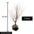 thumbnail image 4 of Burning Bush Dormant Bare Root Starter Hedge Kit, 24 to 30 inches tall, 3-Pack, 4 of 4
