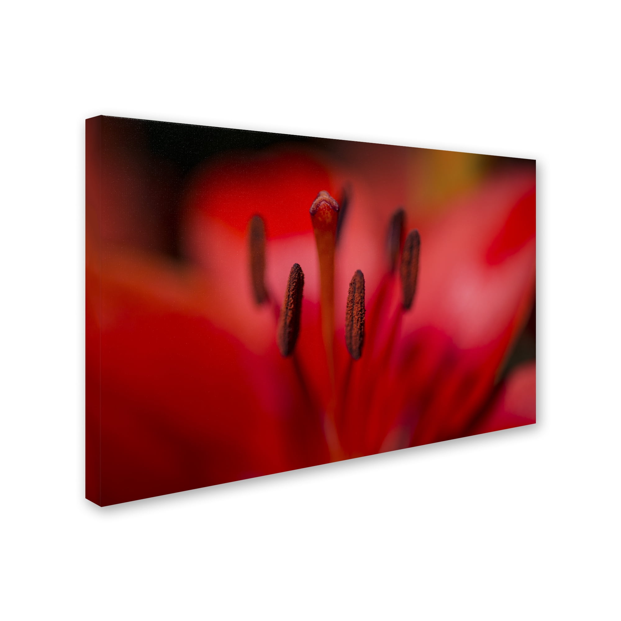Kurt Shaffer 'Red Lily Pistils' Canvas Art 16 x 24