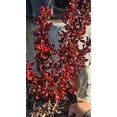 thumbnail image 3 of Coprosma repens 'Pacific Sunset' on 1 gallon pot - Get similar, 3 of 3