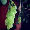 thumbnail image 5 of 24 Bunches Artificial Grapes Simulation Decorative Lifelike Fake Grapes Clusters for Wedding Wine Kitchen Centerpiece, 5 of 5