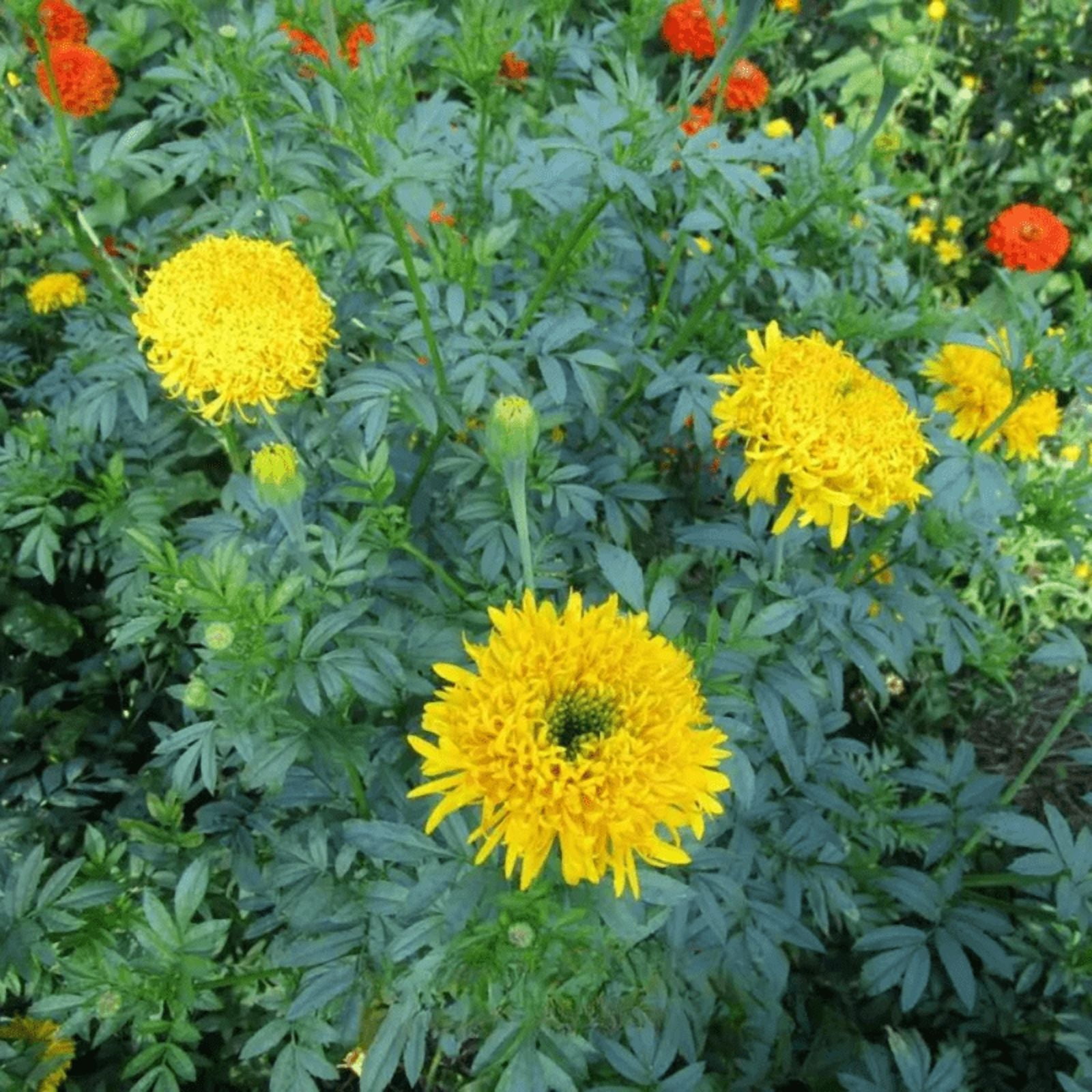 25 Mission Giant Yellow Marigold Seeds, Edible, Open, Pollinating