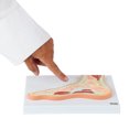 thumbnail image 2 of Axis Scientific Foot and Ankle Joint Cross Section Anatomy Model, Anatomical Replica of the Foot and Ankle, Includes Product Manual, Students Medical Professionals Professors Display, 2 of 10