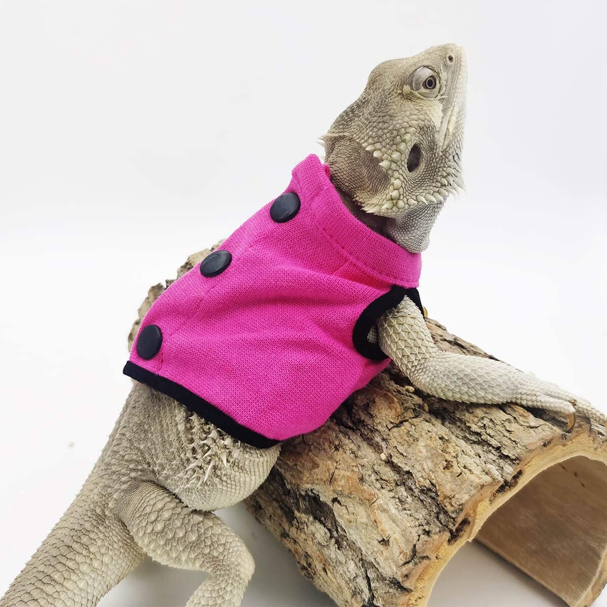 lizard in sweater