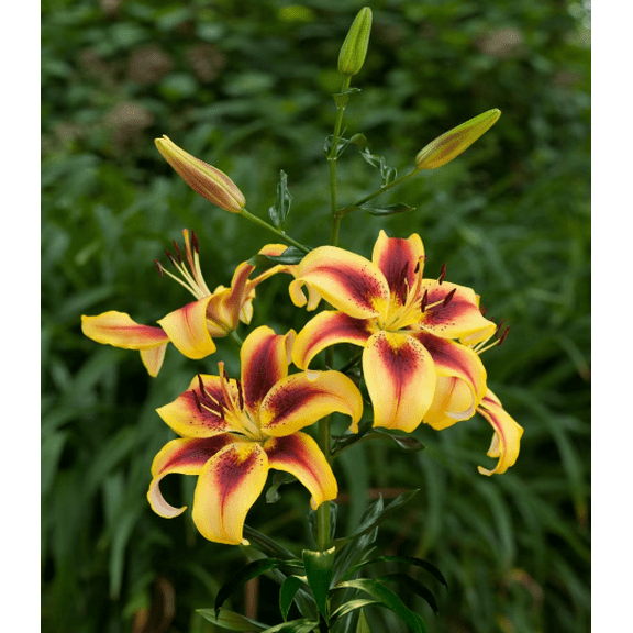 5 Vive La Vida Lily Bulbs