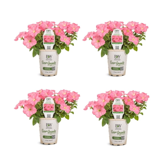 Proven Winners 4" Pink Supertunia Bermuda Beach Petunia Live Plant in 4.25" Pot (4 Count)