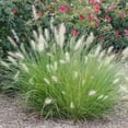 thumbnail image 2 of White Fountain Grass  1 Large Gallon Size Plant  Pennisetum Alopecuroides  Low Maintenance Blooming Ornamental Grass, 2 of 9