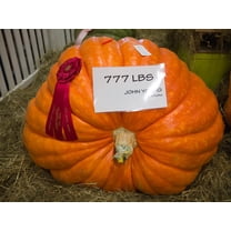 15 Colossal Pumpkin Seeds - Grow The Biggest Pumpkin on The Planet - Cinderella's Carriage Pumpkins