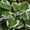Patriot, variant on Expert Gardener Patriot Hosta (2.5 Quart) Is A Hosta Cultivar That Features Large, Variegated, Oval, Basal Leaves