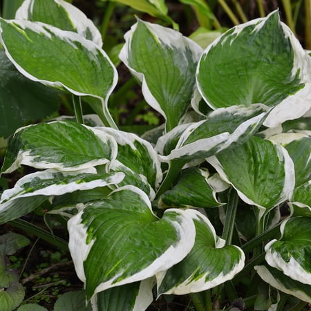 Expert Gardener Patriot Hosta (2.5 Quart) Is A Hosta Cultivar That Features Large, Variegated, Oval, Basal Leaves