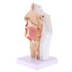 thumbnail image 5 of Estatua de la cavidad nasal humana 1: 1 Modelo de Cavidad Laringofaríngeo de Simulación Material de PVC Fanmusic Estatua de la cavidad nasal humana, 5 of 7