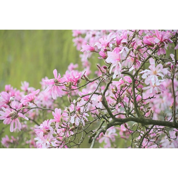 5 LOEBNER MAGNOLIA Loebneri TREE Shrub Seeds - Cross of M Stellata & Kobus - Fragrant Pink White Huge 3 - 5" Wide Flowers