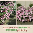 thumbnail image 5 of Harris Seeds - Petunia Opera Supreme Raspberry Ice F1 Flower Seeds - 100 Seeds, 5 of 5