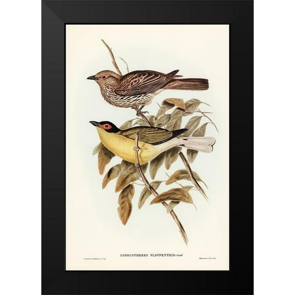Gould, John 11x14 Black Modern Framed Museum Art Print Titled - Yellow-bellied Sphecotheres-Sphecotheres flaviventris