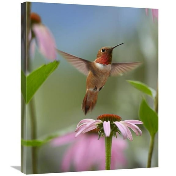 22 x 28 in. Rufous Hummingbird Male Feeding on Flower Nectar Art Print - Tim Fitzharris
