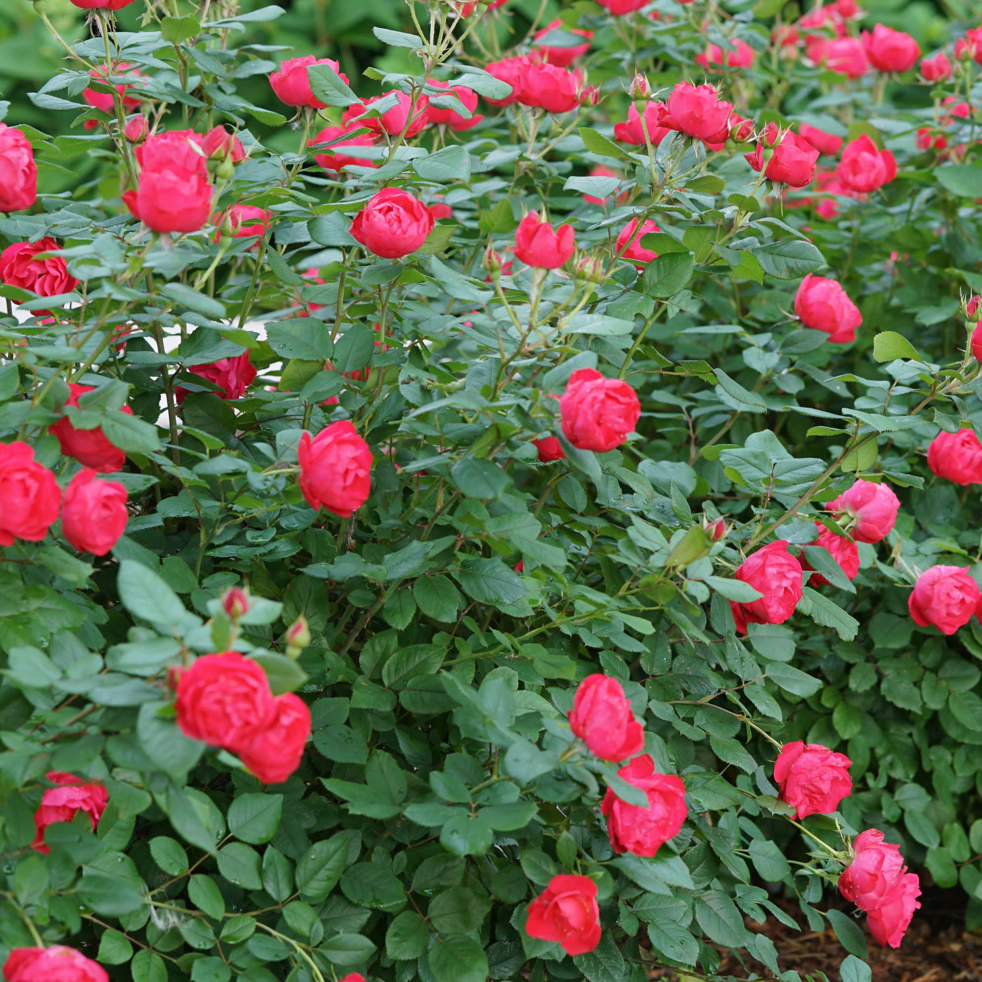Proven Winners ColorChoice 5" Oso Easy Double Red Rose Live Plant in 4.5" Pot (4 Count)