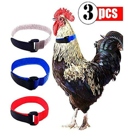 3 Pack Anti Crow Rooster Collar No Neck Belt For Roosters Erel Velcro Nylon Prevent Ens From Screaming Disturbing Neighbors Canada