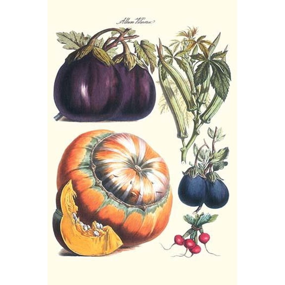 Vegetables; eggplant, raddish, pumpkin, gourd, pepper & okra-Fine Art Canvas Print (20" x 30")