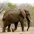 thumbnail image 2 of Dana Underdahl 20x20 Gallery Wrapped Canvas Wall Art Titled - Elephant III, 2 of 4