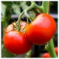 thumbnail image 1 of Everwilde Farms - 1 lb Organic Homestead Heirloom Tomato Seeds - Gold Vault Bulk Seed Packet, 1 of 3