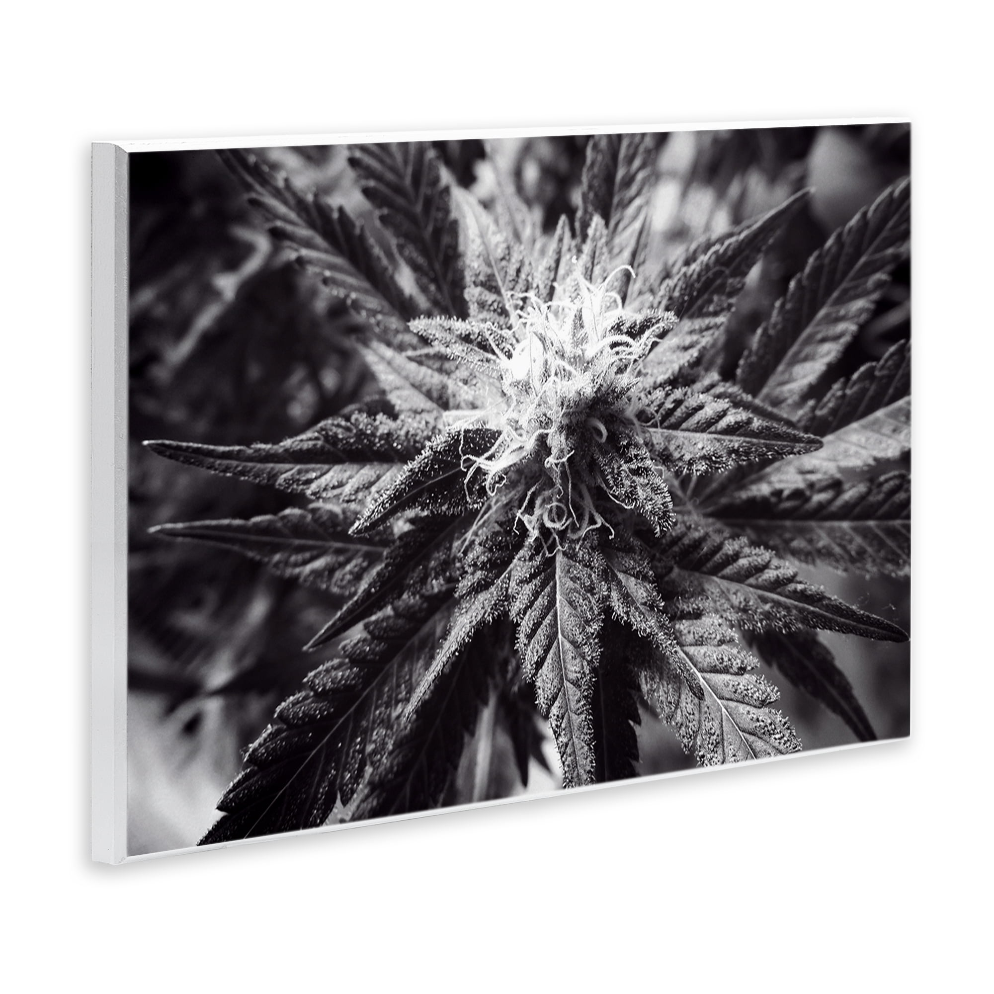 Stupell Industries Dark Cannabis Flower Plants & Flowers Painting Unframed Art Print Wall Art, 15 x 10