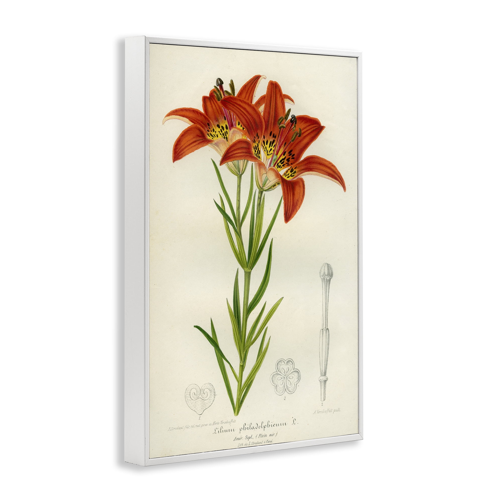 Stupell Industries Western Red Lily White Framed Giclee Art, design by Print Collection