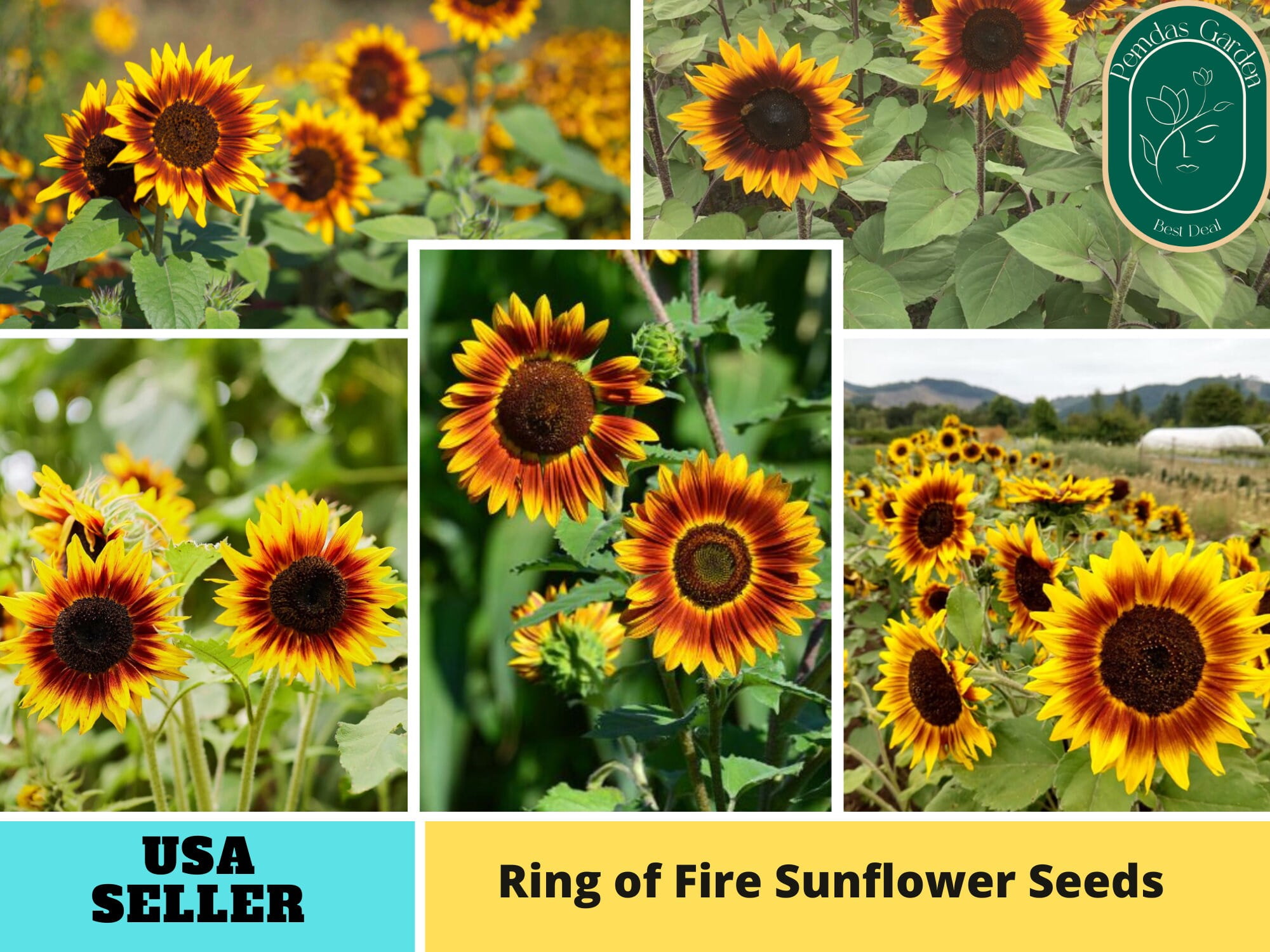25+ Seeds Ring of Fire Sunflowers Seeds Authentic Seeds Perennial